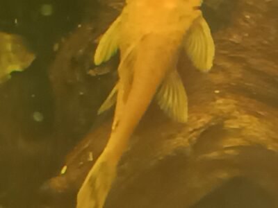 Ancistrus SP red