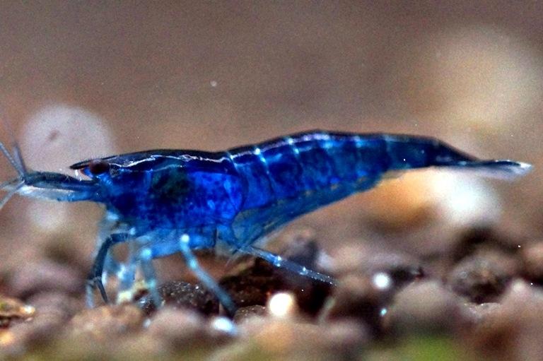 Crevette blue velvet