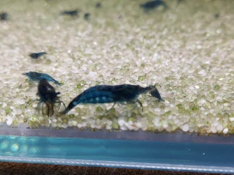 Crevettes bleues neocaridina blue velvet