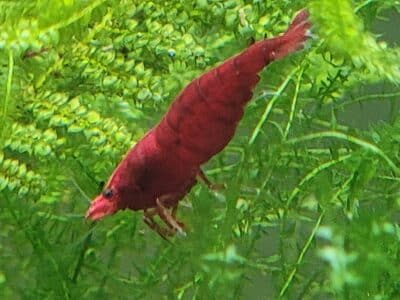 Crevettes sakura red
