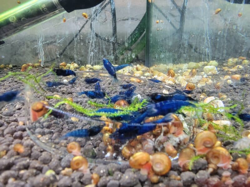 Crevettes blue dream bleu intense