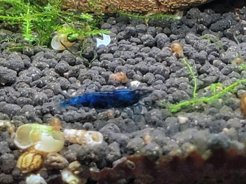 Crevettes blue dream bleu intense