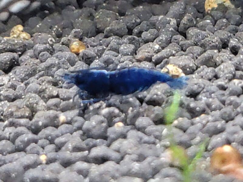 Crevettes blue dream bleu intense