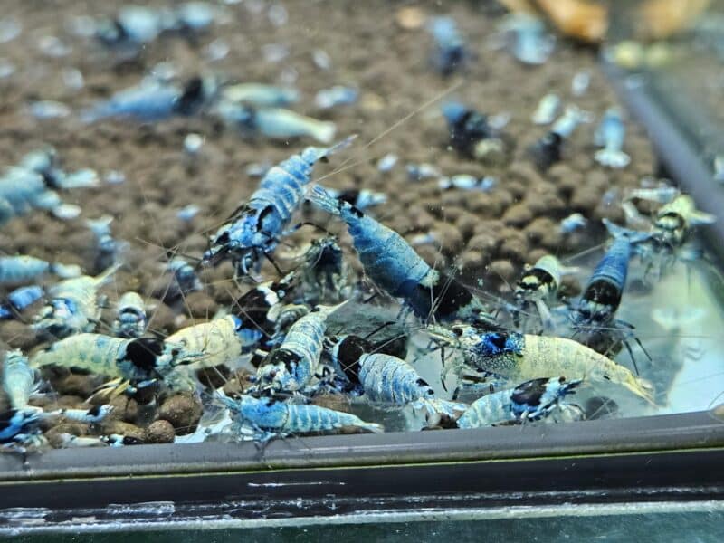 Caridina Mosura Blue