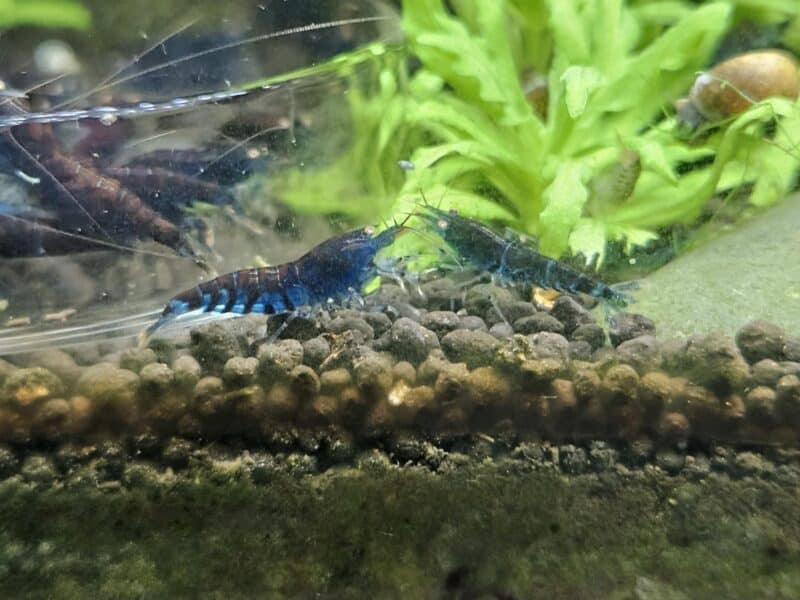 Caridina Tiger blue Orange Eyes