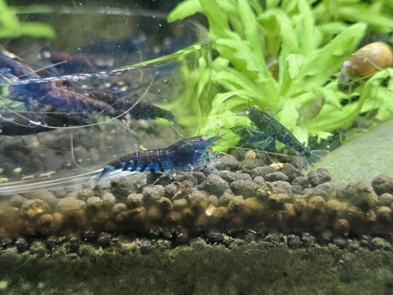 Caridina Tiger blue Orange Eyes