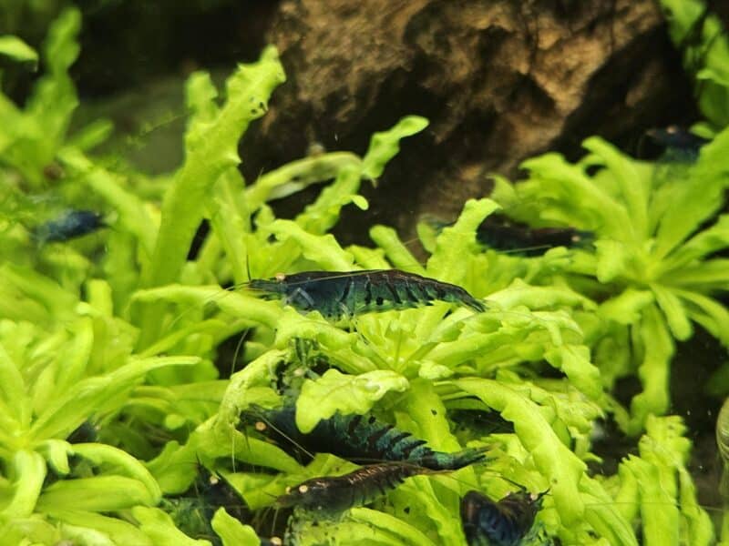 Caridina Tiger blue Orange Eyes