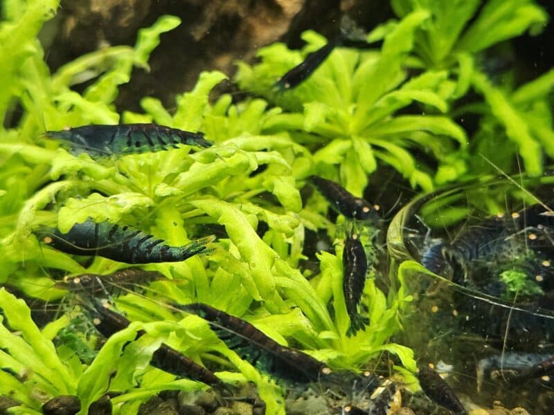 Caridina Tiger blue Orange Eyes