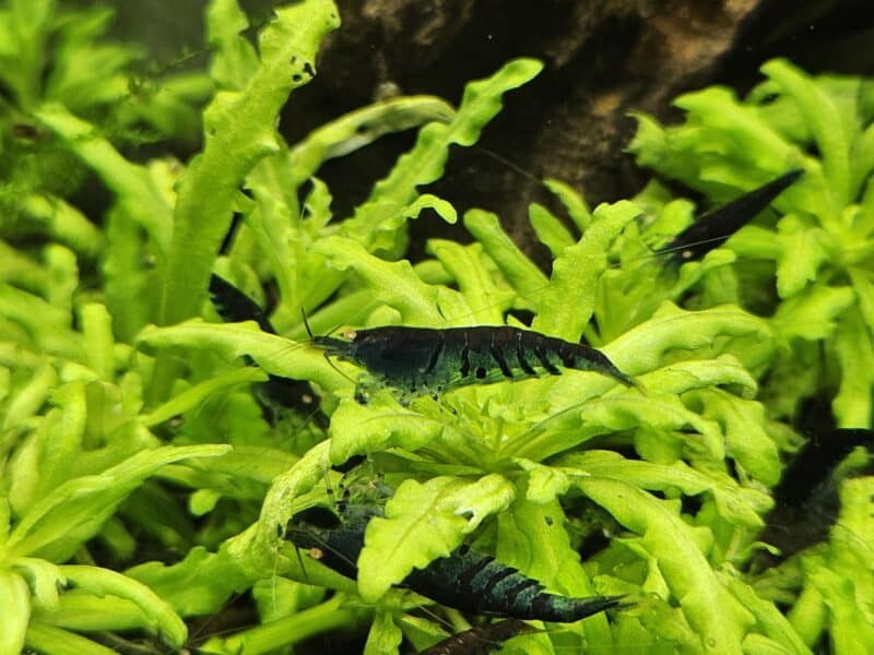 Caridina Tiger blue Orange Eyes