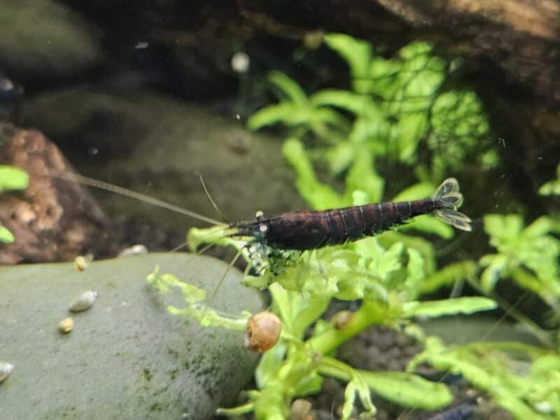 Caridina Tiger blue Orange Eyes