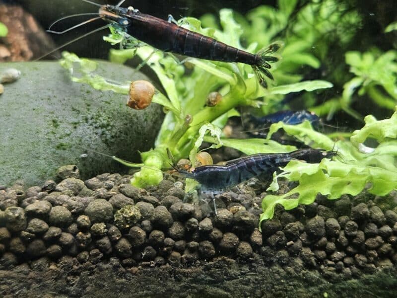 Caridina Tiger blue Orange Eyes