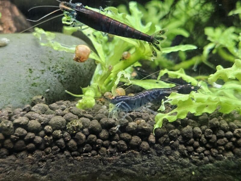 Caridina Tiger blue Orange Eyes