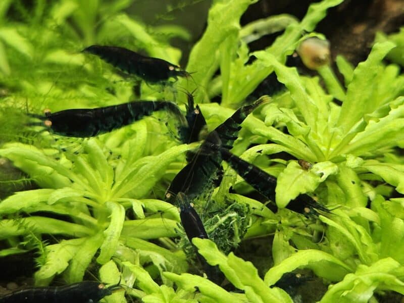 Caridina Tiger blue Orange Eyes