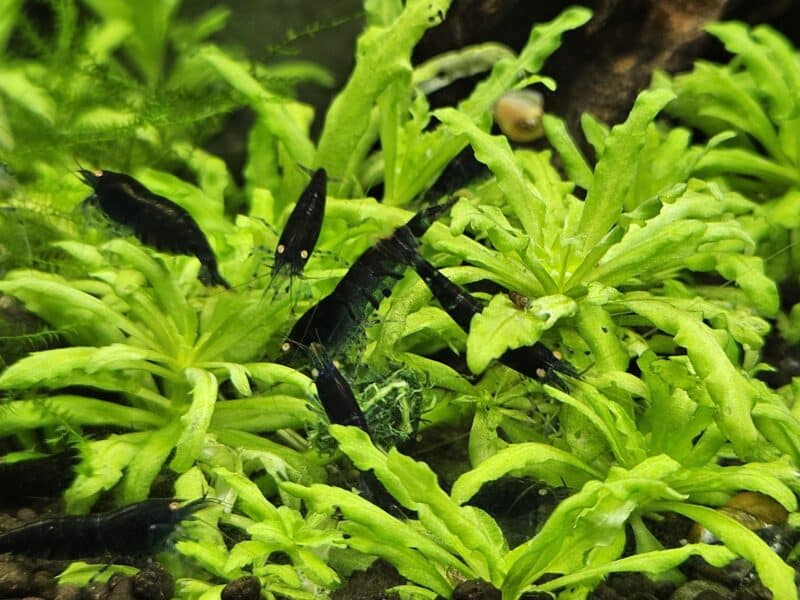 Caridina Tiger blue Orange Eyes