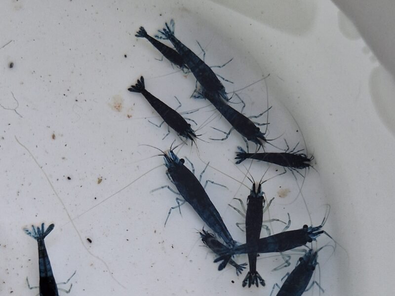 Crevette blue velvet