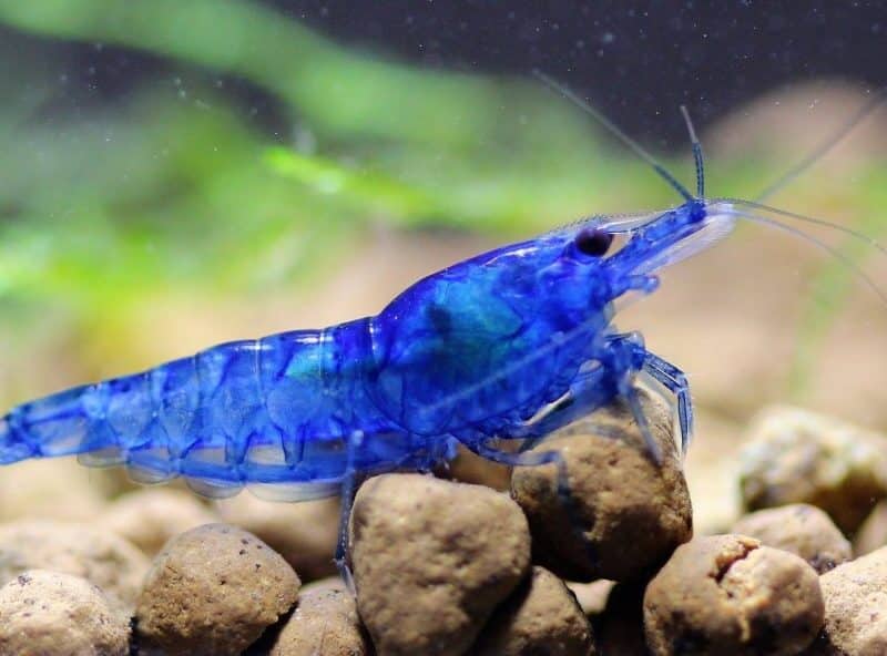 Crevette blue velvet