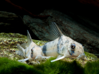 DON Corydoras paleatus