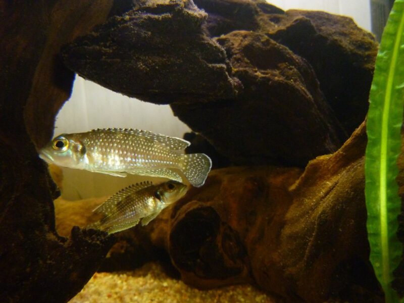Lamprologus meleagris