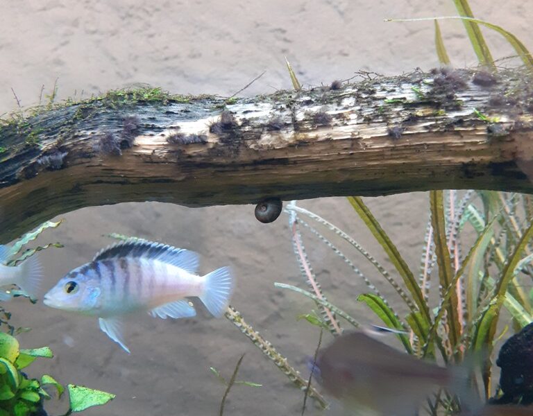 Labidochromis chisumulae