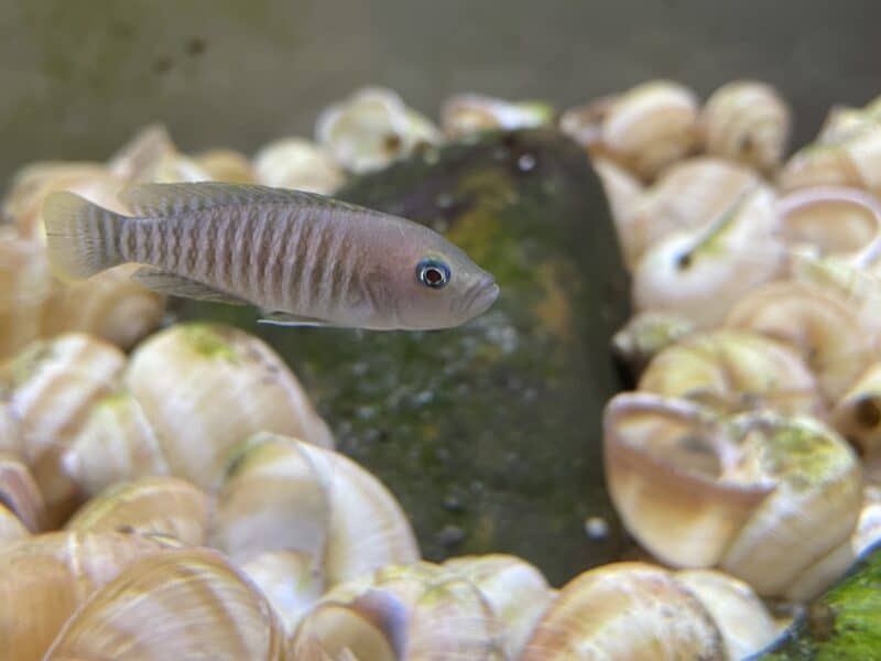 Neolamprologus multifasciatus