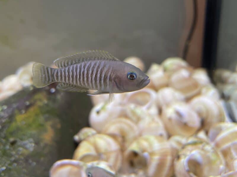 Neolamprologus multifasciatus