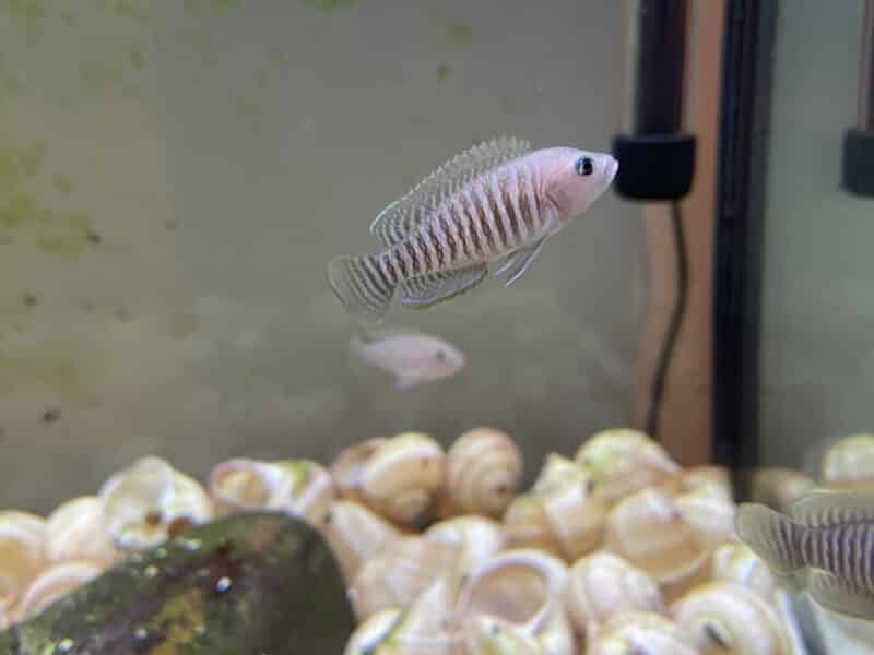 Neolamprologus multifasciatus