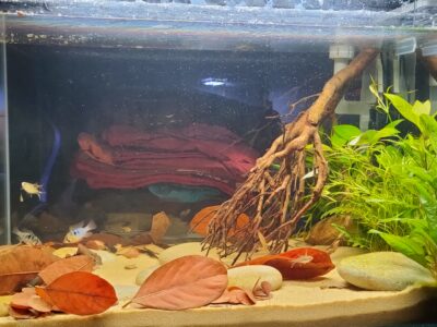 Aquarium superfish scaper 90 tout équipé