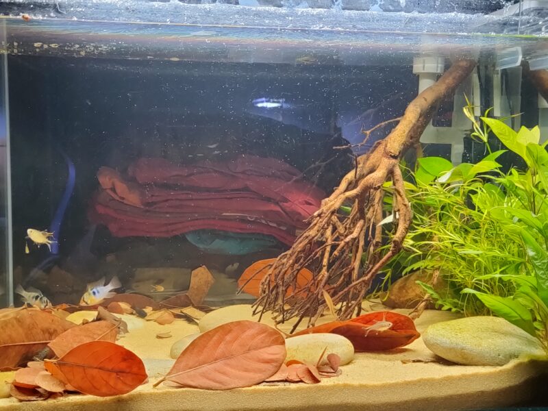 Aquarium superfish scaper 90 tout équipé