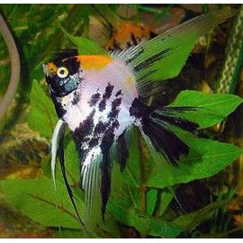 Pterophyllum scalare