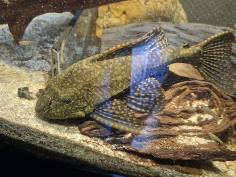 Pleco leopard et pleco commun