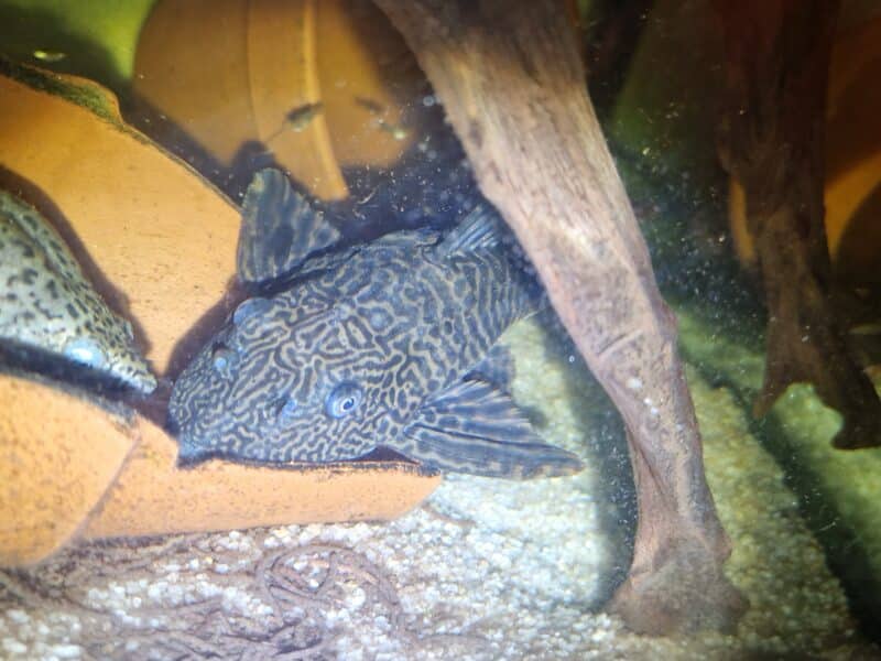 Pleco leopard et pleco commun