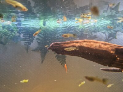 Guppy et platy