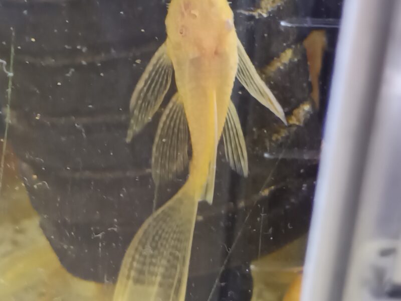 Ancistrus gold albinos à voile ( long fin)