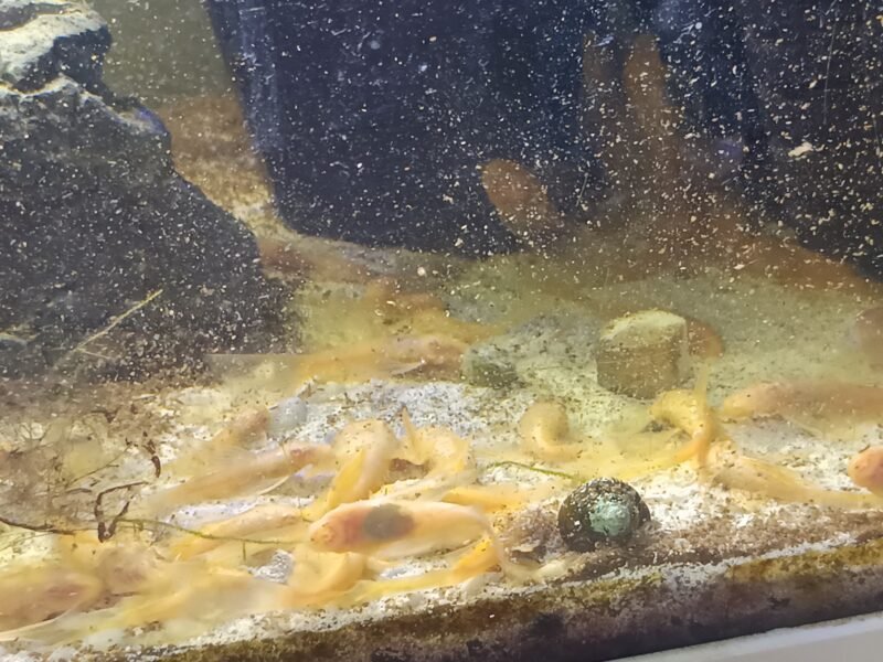 Ancistrus gold albinos à voile ( long fin)