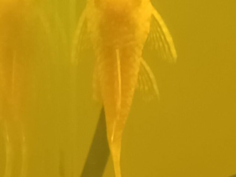 Ancistrus gold albinos