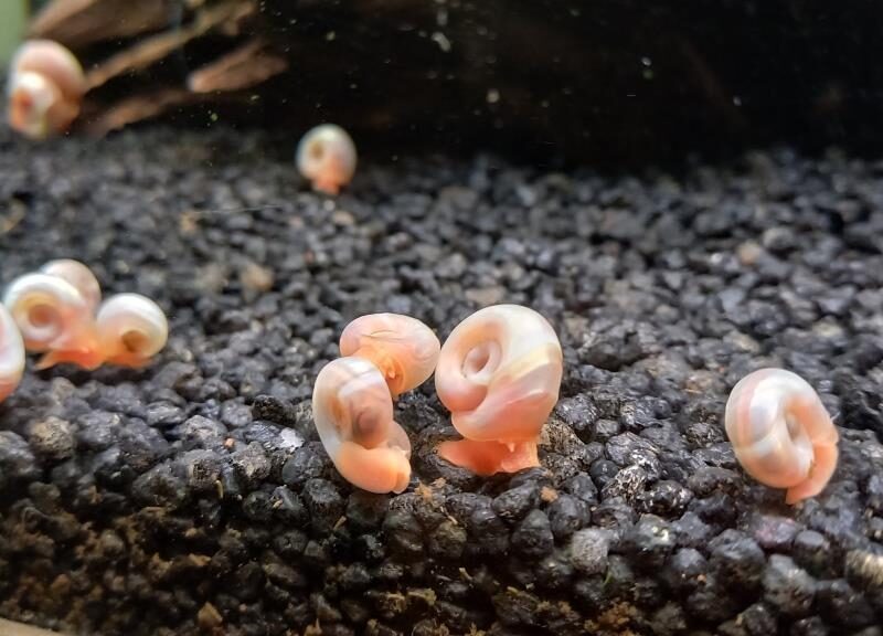 PLANORBES ROSES