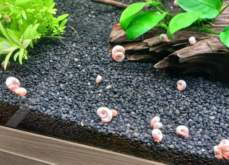 PLANORBES ROSES