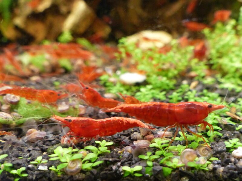 Crevettes Neocaridina Davidi red sakura /redcherry