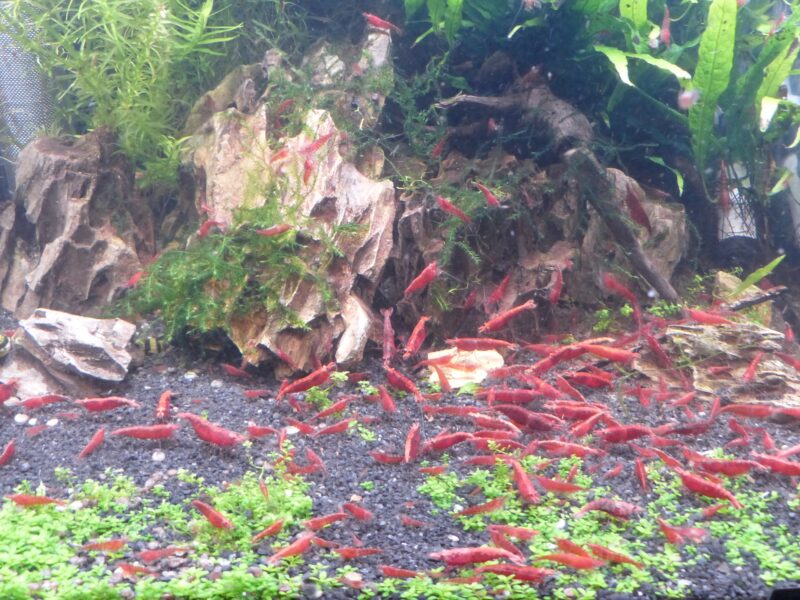 Crevettes Neocaridina Davidi red sakura /redcherry