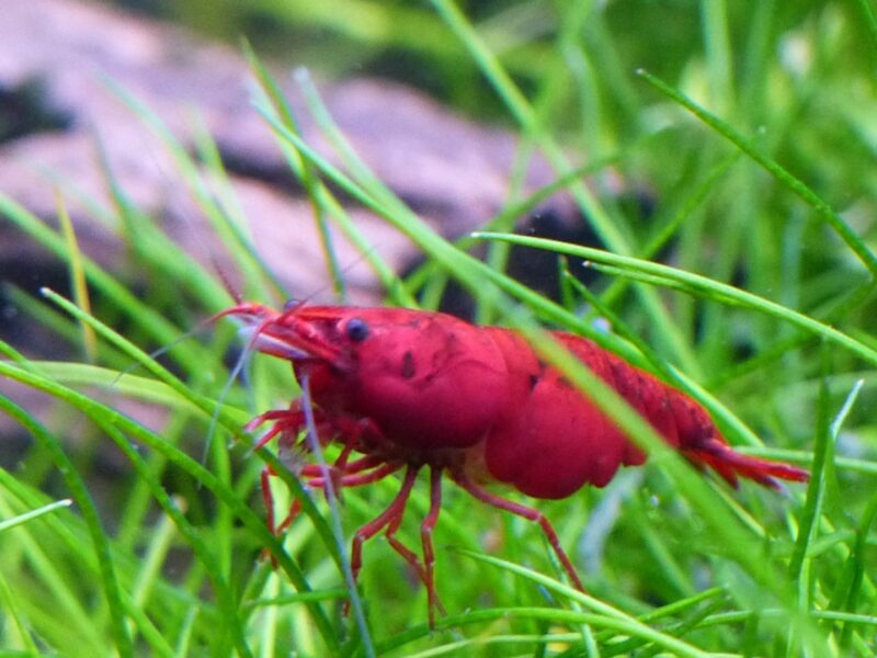 Crevettes Neocaridina Davidi red sakura /redcherry