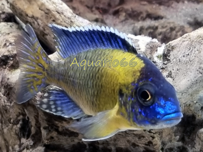 Couple Aulonocara "Blue Neon"