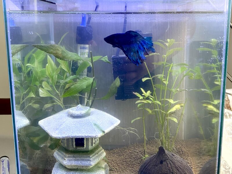À vendre – Aquarium complet + poisson combattant (Île-de-France)