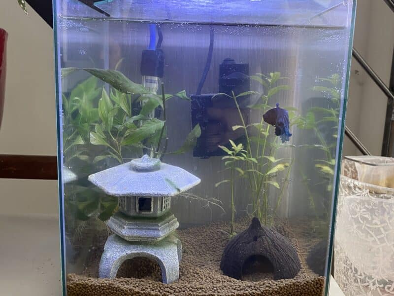 À vendre – Aquarium complet + poisson combattant (Île-de-France)
