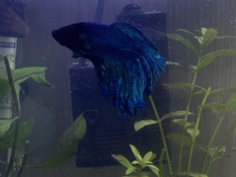 À vendre – Aquarium complet + poisson combattant (Île-de-France)