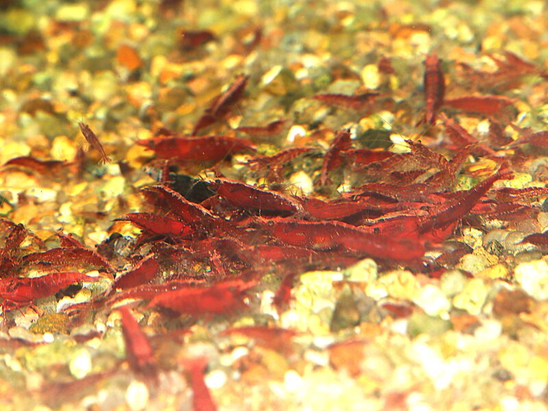 Neocaridina davidi "Red Fire"