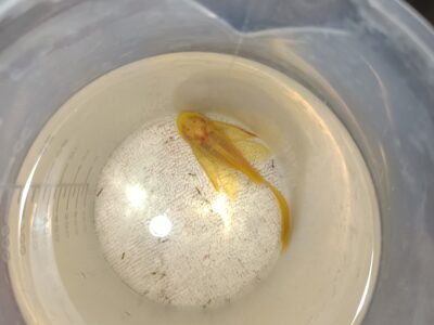Ancistrus gold albinos à voile ( long fin)