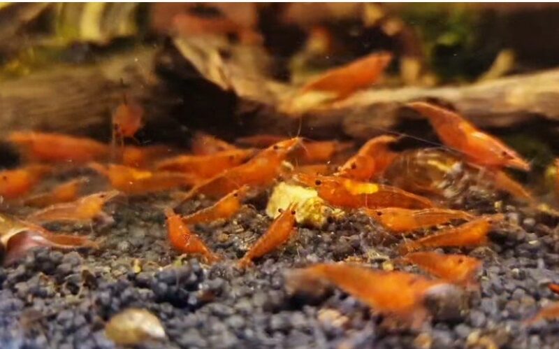 Crevettes Red Cherry