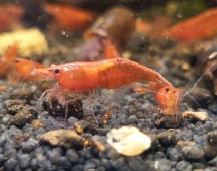 Crevettes Red Cherry
