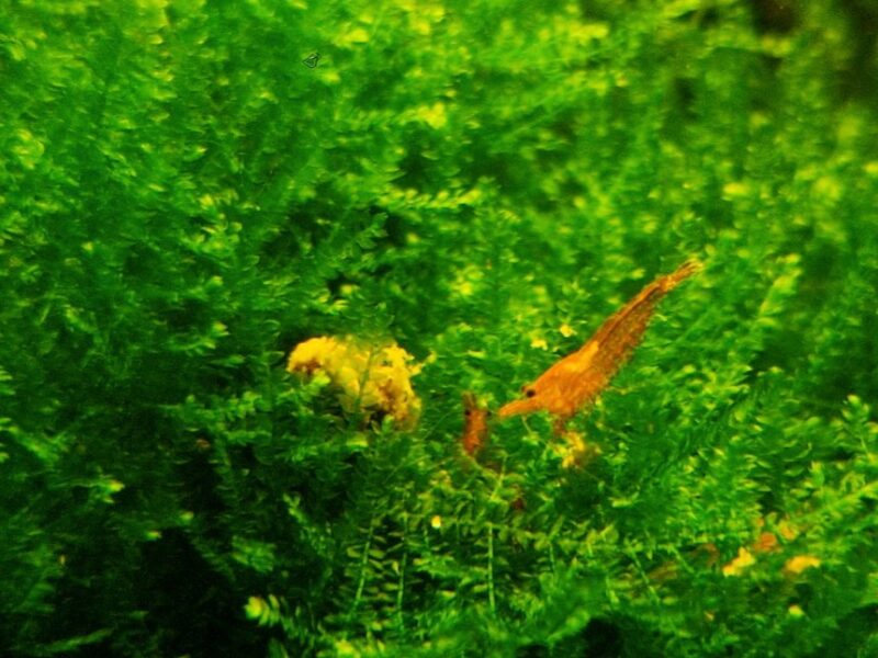 Crevettes Red Cherry