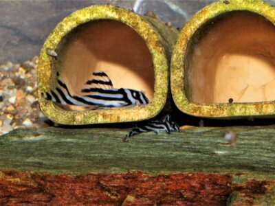 Hypancistrus zebra